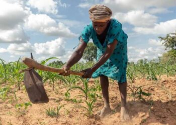 Zimbabwe: Food Crisis Deepen As Drought, Delayed Rains Threaten Millions