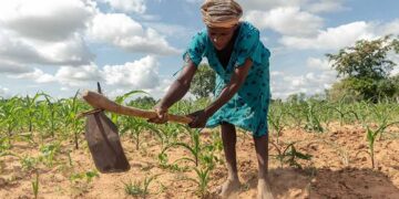 Zimbabwe: Food Crisis Deepen As Drought, Delayed Rains Threaten Millions