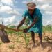 Zimbabwe: Food Crisis Deepen As Drought, Delayed Rains Threaten Millions