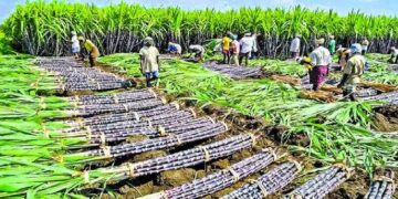Senegal Breaks Sugar Monopoly With Two New Production Plants
