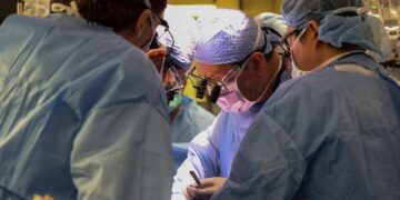 US Approves Trial Transplant Of Pig Kidney To Human