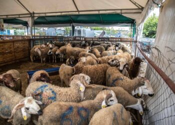 King Mohammed VI Urges Moroccans To Skip Eid Sheep Sacrifice Amid Economic Struggles And Drought