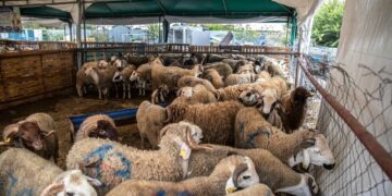 King Mohammed VI Urges Moroccans To Skip Eid Sheep Sacrifice Amid Economic Struggles And Drought