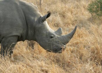 Wildlife: South Africa Sees 16% Drop In Rhino Poaching, As Concerns Persist