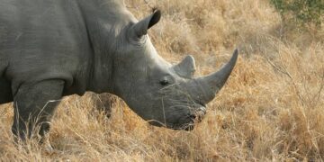 Wildlife: South Africa Sees 16% Drop In Rhino Poaching, As Concerns Persist