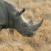 Wildlife: South Africa Sees 16% Drop In Rhino Poaching, As Concerns Persist