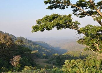 2025 Int’l Day Of Forests: Wild Africa Calls For Urgent Action To Protect Nigeria’s Forests