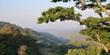 2025 Int’l Day Of Forests: Wild Africa Calls For Urgent Action To Protect Nigeria’s Forests