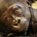 Wildlife Protection: Nigeria, Turkey Partner For Safe Return Of Smuggled Baby Gorilla