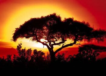 Climate Crisis Tightens Grip On Africa As Extreme Weather Ravages Continent