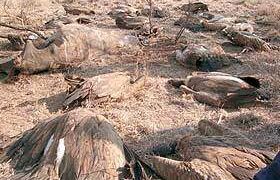 Wildlife: Over 120 Endangered Vultures Die Of Poisoning In South Africa