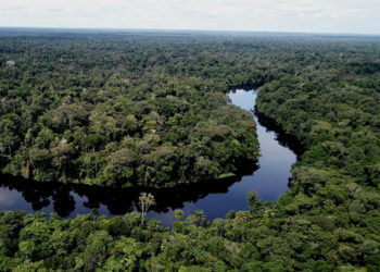 Congo To Establish World's Biggest Tropical Forest Reserve