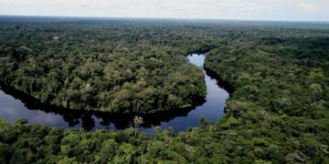 Congo To Establish World's Biggest Tropical Forest Reserve