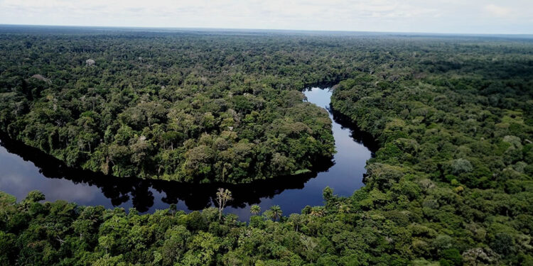 Congo To Establish World's Biggest Tropical Forest Reserve