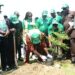 Nigeria: NDDC Promotes Tree Planting, Tackles Environmental Challenges