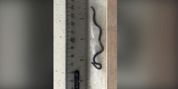 World’s Smallest-Known Snake Rediscovered After Extensive Rock Search