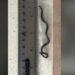 World’s Smallest-Known Snake Rediscovered After Extensive Rock Search