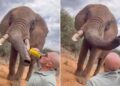 Wildlife: Elephant Beer Video Puts Kenya’s Tourism Image On The Line