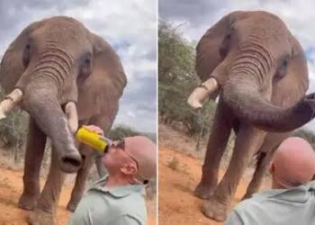 Wildlife: Elephant Beer Video Puts Kenya’s Tourism Image On The Line