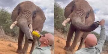 Wildlife: Elephant Beer Video Puts Kenya’s Tourism Image On The Line