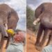 Wildlife: Elephant Beer Video Puts Kenya’s Tourism Image On The Line