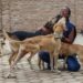 Rwanda: Dog Owners Ordered To Register Pets With Local Authorities
