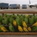 Wildlife: Over 1,600 Exotic Birds Bound For Kuwait Seized At Lagos Airport