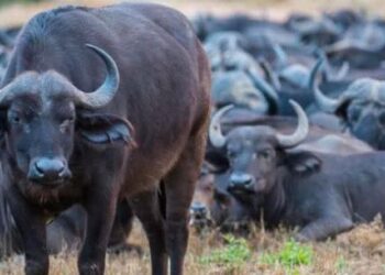 Wildlife: Lions Chase 100 Buffaloes To Death In Namibia