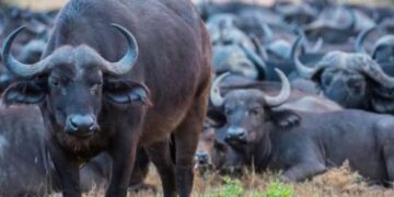 Wildlife: Lions Chase 100 Buffaloes To Death In Namibia