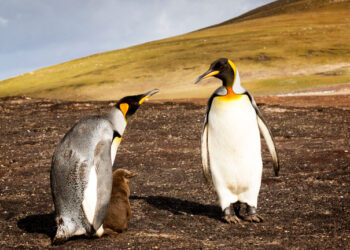 Wildlife: African Penguin Nears Extinction As Conservationists Race Against Time