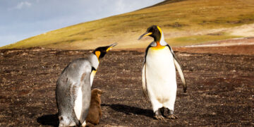 Wildlife: African Penguin Nears Extinction As Conservationists Race Against Time