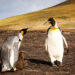 Wildlife: African Penguin Nears Extinction As Conservationists Race Against Time