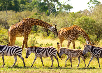 Nigeria: Senate Passes Wildlife Protection Bill