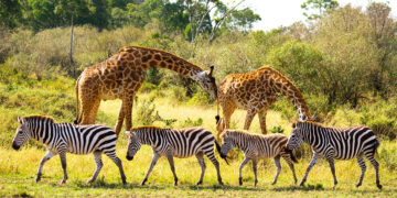 Nigeria: Senate Passes Wildlife Protection Bill