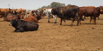 South Africa Launches Homegrown Foot-And-Mouth Vaccine As Infections Spread