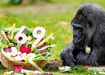 Germany: World Oldest Gorilla Marks 69th Birthday