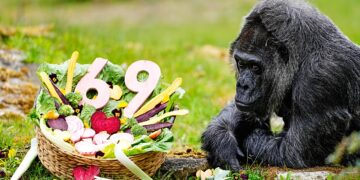 Germany: World Oldest Gorilla Marks 69th Birthday