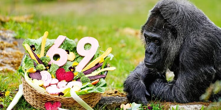 Germany: World Oldest Gorilla Marks 69th Birthday