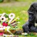 Germany: World Oldest Gorilla Marks 69th Birthday