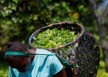 Kenya: Eight Million Kilograms Of Tea Trapped As Iran War Hits Export