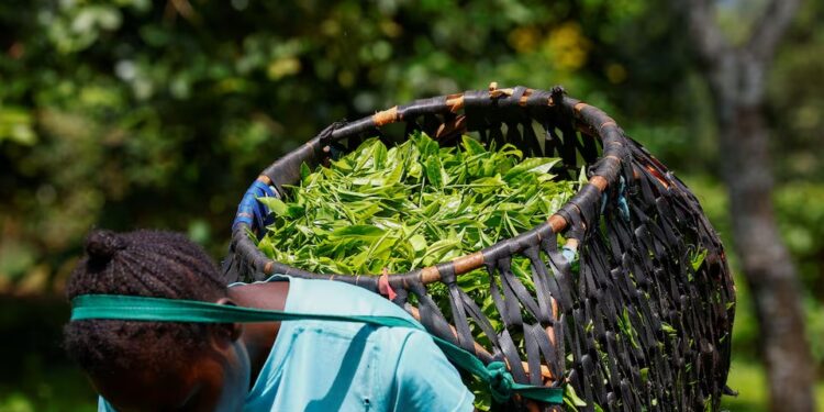 A worker carries freshly picked tea leaves at a plantation after disruptions of tea exportation, due to the ongoing U.S.-Israeli conflict with Iran, causing maritime interference, in Iriaini location of Othaya in Nyeri County, Kenya March 30, 2026.