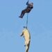 SA: Policeman Lowered Into Crocodile-Infested River To Recover Human Body