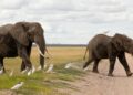 Kenya Investigates Death Of 15 Elephants In Toxin Suspicion