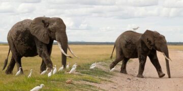 Kenya Investigates Death Of 15 Elephants In Toxin Suspicion