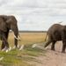 Kenya Investigates Death Of 15 Elephants In Toxin Suspicion