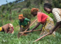 AfDB To Invest $400m In Rwanda’s Agriculture Sector Over Next Three Years