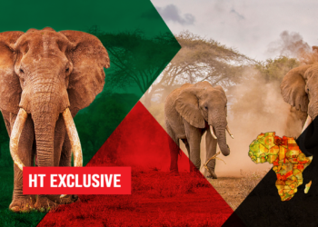 Wildlife: Africa’s Elephants Are Still In Danger, But The Real War Should Be Against Traffickers
