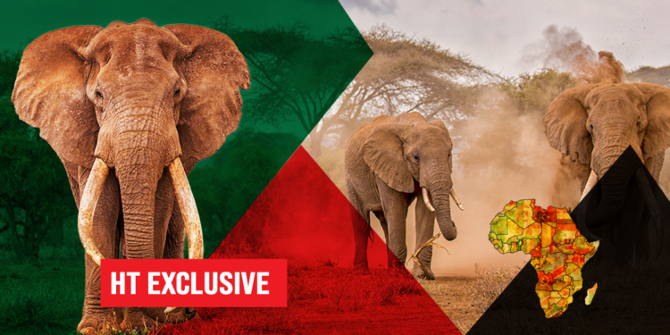 Wildlife: Africa’s Elephants Are Still In Danger, But The Real War Should Be Against Traffickers