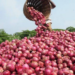 Nigerian Traders Halt Exports To Ghana Over Onion Dispute