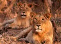 Tanzania: Ten Lions Found Dead In Suspected Poisoning